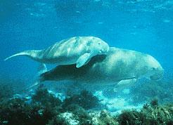 Foto: Dugong indický