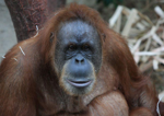 Foto: Orangutan