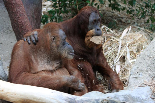 Foto: Orangutan