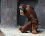 Foto: Orangutan