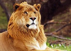 Foto: Liger