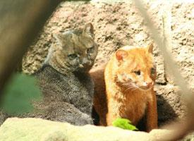 Foto: Jaguarundi