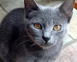 Foto: Kočka šedá