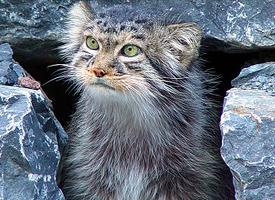 Foto: Manul