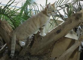 Foto: Kočka pouštní
