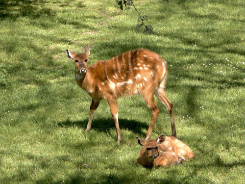 Foto: Sitatunga