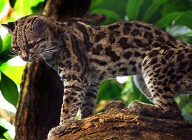 Foto: Margay