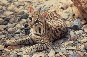 Foto: Ocelot velký