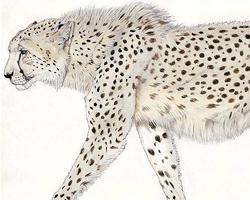 Foto: Acinonyx pardinensis