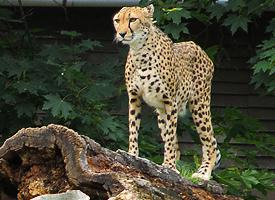 Foto: Gepard štíhlý