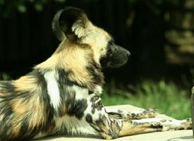 Foto: Pes hyenovitý
