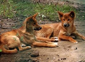 Foto: Dingo