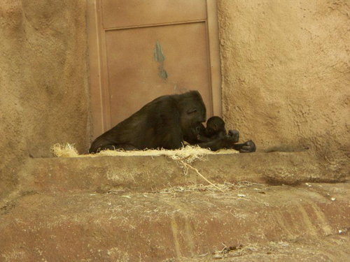 Foto: Gorila nížinná