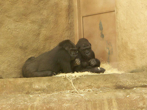 Foto: Gorila nížinná