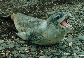 Foto: Tuleň leopardí