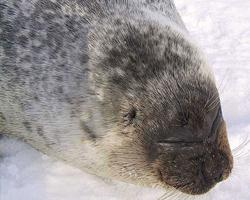 Foto: Tuleň kroužkovaný