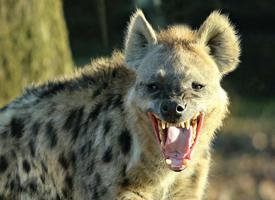 Foto: Hyena skvrnitá