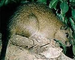 Foto: Phyllomys unicolor