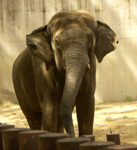 Foto: Slon indický