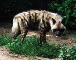 Foto: Hyena žíhaná
