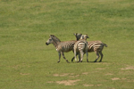 Foto: Zebra böhmova