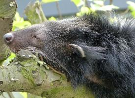 Foto: Binturong