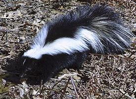Foto: Skunk pruhovaný