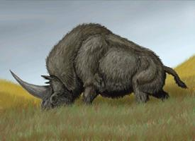 Foto: Elasmotherium