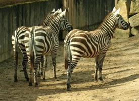 Foto: Zebra stepní