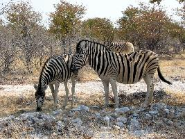 Foto: Zebra burchellova