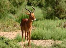 Foto: Impala