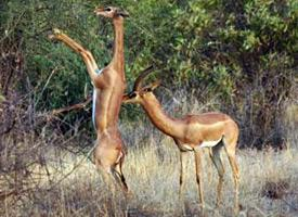Foto: Antilopa žirafí