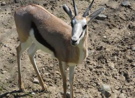 Foto: Antilopa skákavá