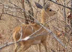 Foto: Antilopa trávní