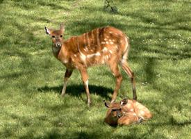 Foto: Sitatunga