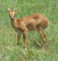Foto: Antilopa čtyřrohá