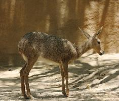 Foto: Antilopa srnčí