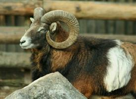 Foto: Muflon