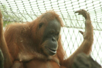 Foto: Orangutan