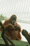 Foto: Orangutan