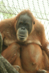 Foto: Orangutan