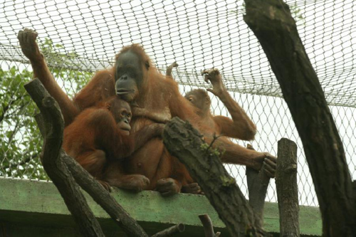 Foto: Orangutan