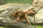 Foto: Orangutan