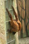 Foto: Orangutan