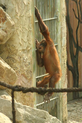 Foto: Orangutan