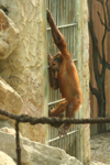 Foto: Orangutan