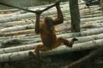 Foto: Orangutan