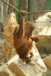 Foto: Orangutan