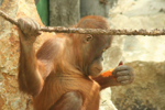 Foto: Orangutan