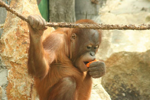 Foto: Orangutan